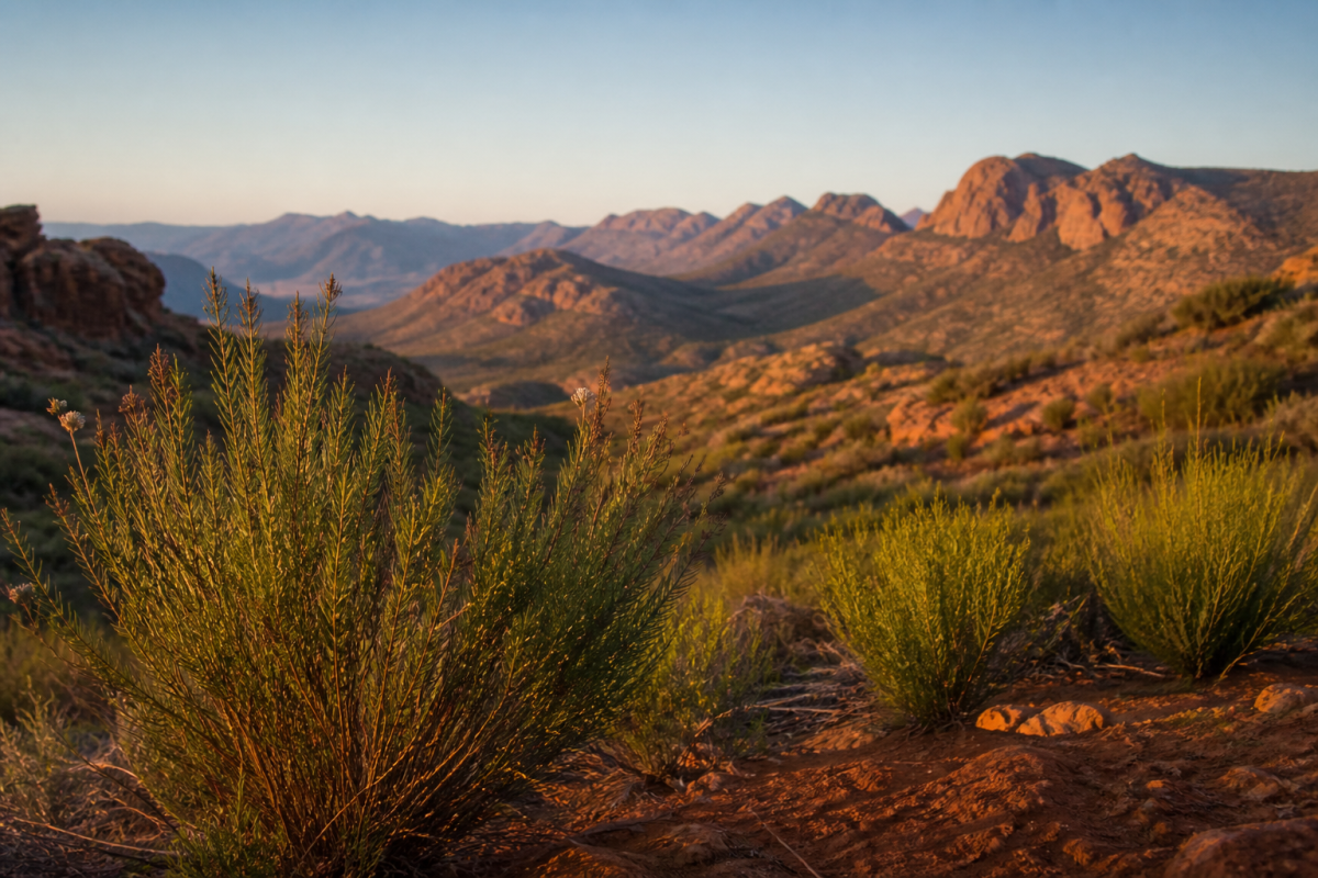 Cederberg mountains with indigenous rooibos plants at golden hour, South Africa